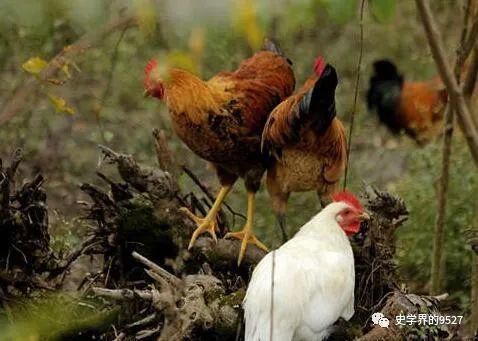 发展做出|民间常说“鸡是千日虫,再养就会穷”,究竟什么意思