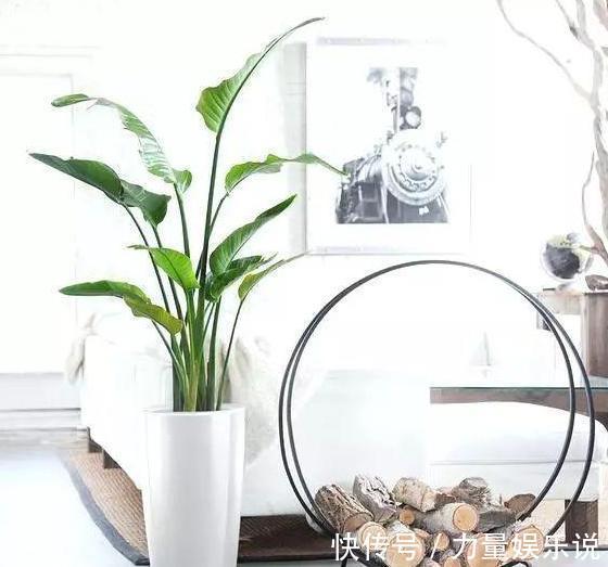 什么花可一年开四季盆栽上4种植物，个个都能全年花开不停歇