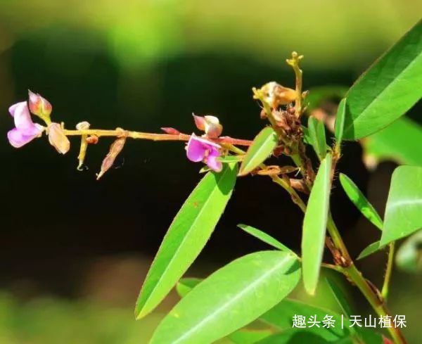 药用价值|乡下一种能跳舞的植物，价值珍贵，药用价值极高，遇见请珍惜