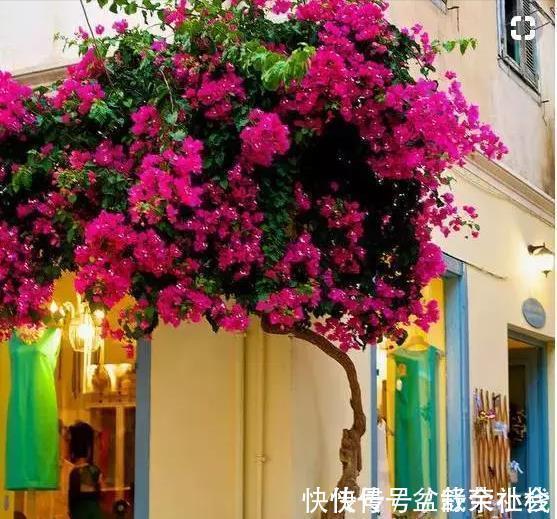 花量|9种漂亮花,热不死晒不怕,开花大半年,没有病虫害,38度成花海