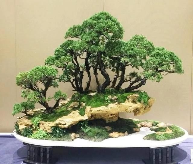 这些“贱花”不值钱,学会剪一剪,变成“老盆景”,价钱翻2翻