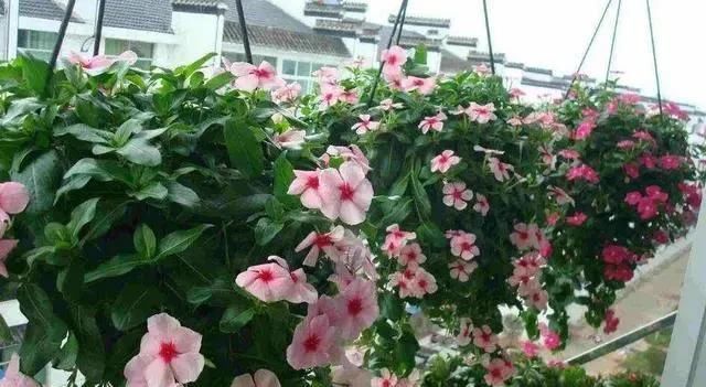 春季养护|三月初,这“四朵花”任意养长,枝叶绿,花开,一年到头都在开花