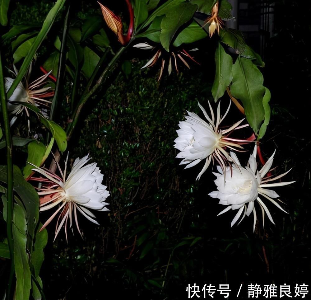 夜来香|这4种花养的人特别多，就为了看它们在夜间绽放，欣赏不一样的美