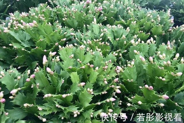 阳台上|蟹爪兰软趴趴?它有“6怕”,避开后,叶片硬如铁,开成大花树