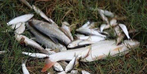 鱼鳞|这5种鱼别再买给孩子吃了,不仅没营养还影响健康,你选对了吗?