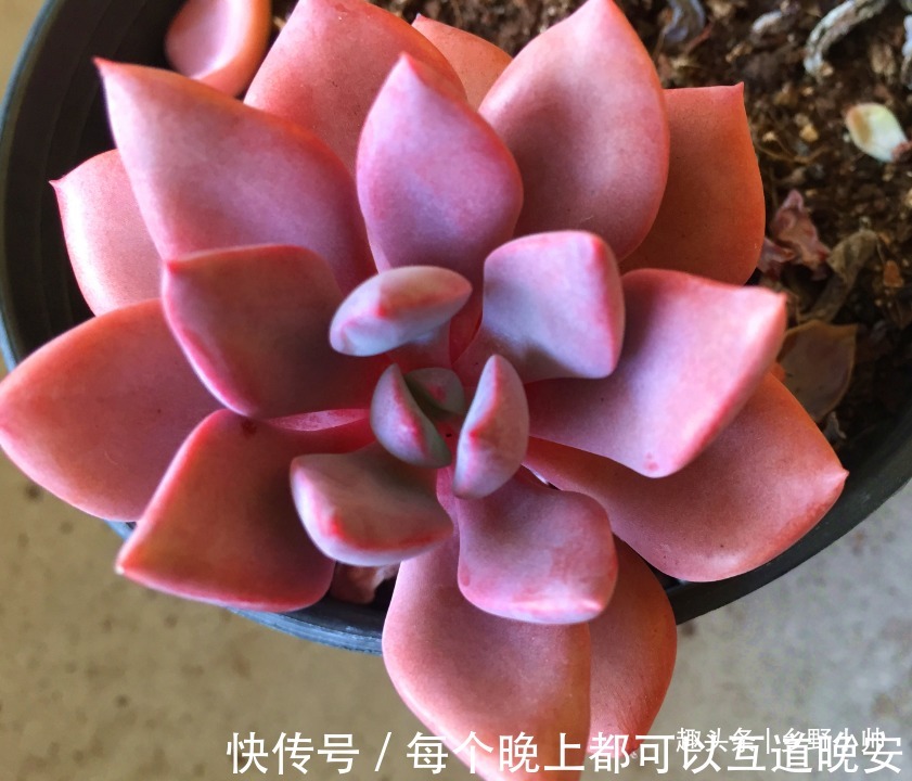 多肉一次浇多少水合适“干透浇透”坑了多少人,看完这些才明白