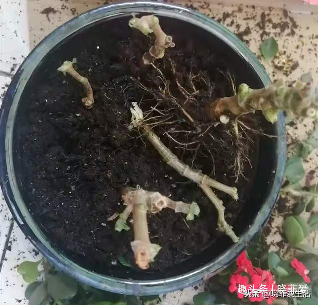 病虫害|长寿花什么时候修剪三种情况赶紧剪,越剪越旺盛,开成大花球