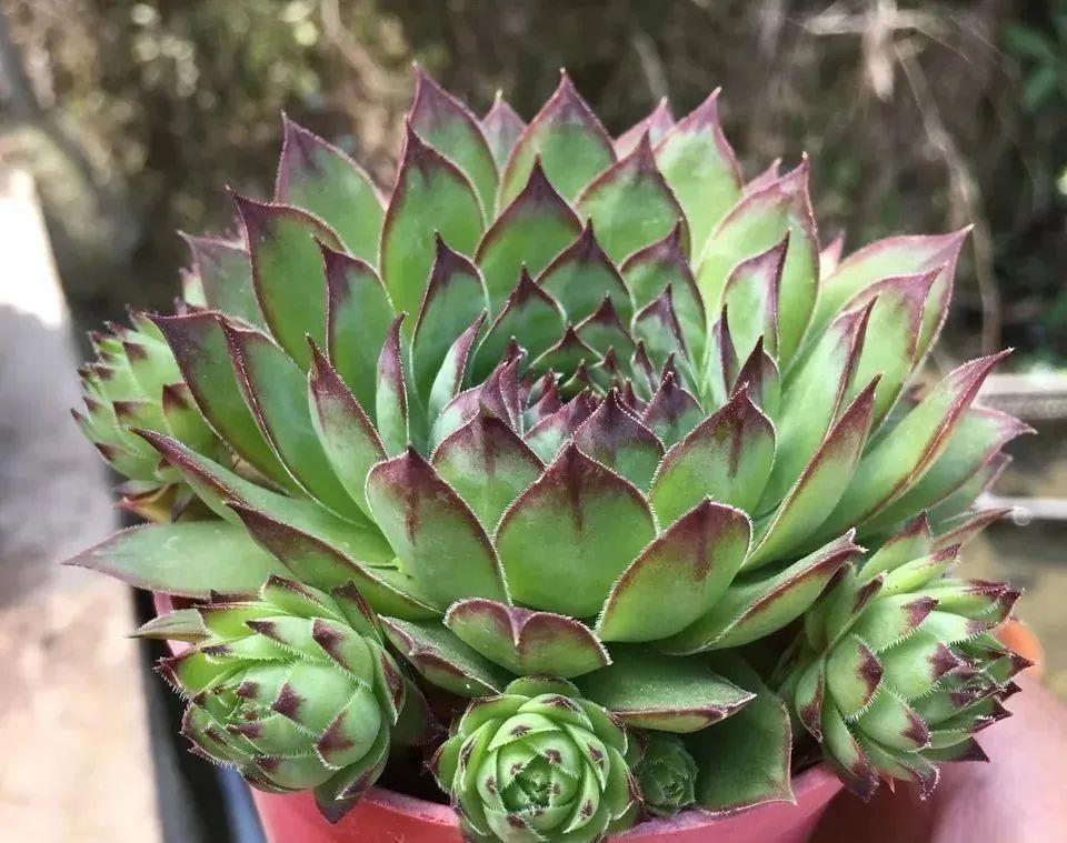 长生草多肉品种真够多的，状态样式都各不相同，一起来认识一下吧