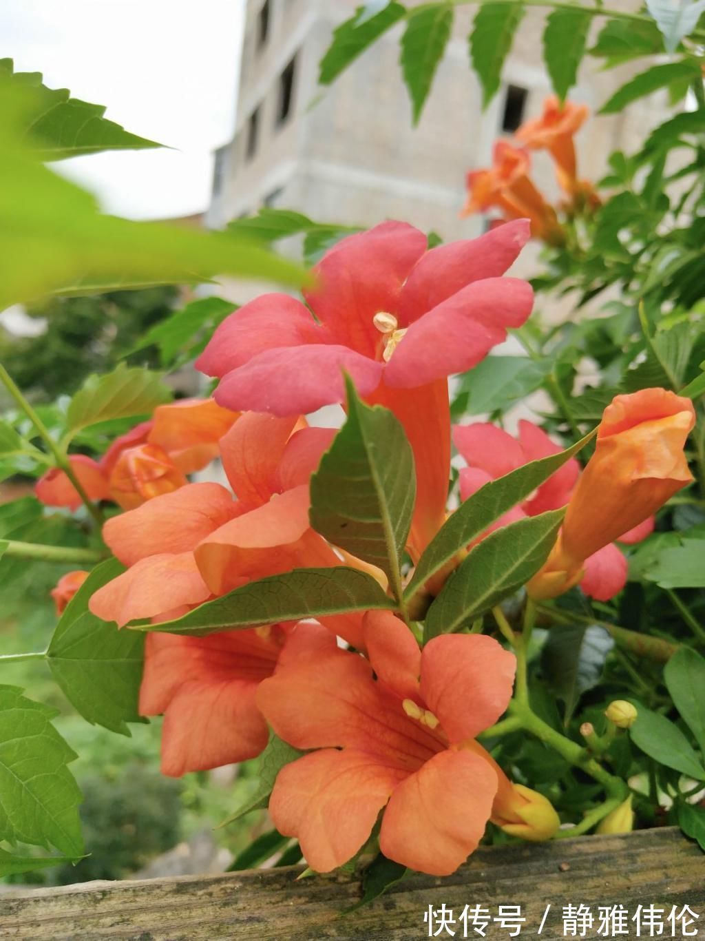 矿泉水瓶|8种花现在扦插，成活率超高，一周就生根