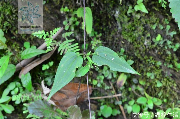 披针形|小筋骨藤，见过吗？舒筋活络，接骨。治骨折、筋伤