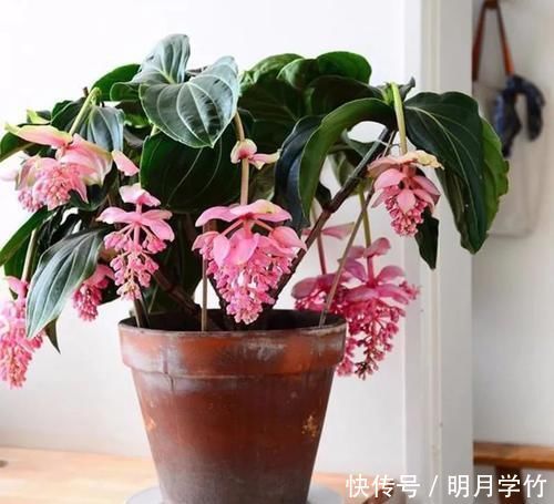 3种花漂亮又好养,花大色艳,埋土里就能活,室内也能种