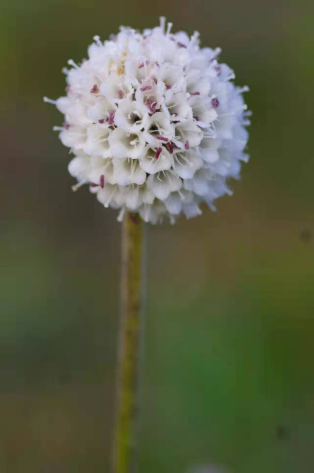 生物|杨向红镜头下的玉龙雪山奇花异草，见证了丽江生物多样性之美