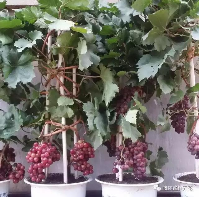 枝条|路边剪个枝,插土里就能活,种在阳台果子多到吃不完!