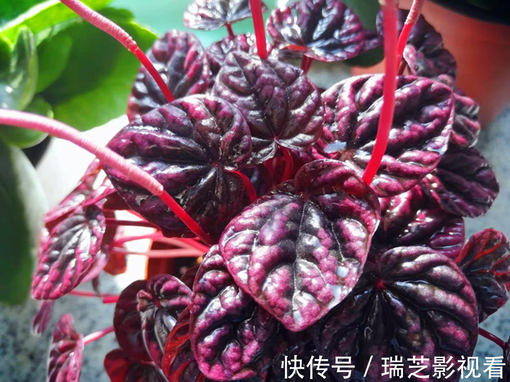 阳台上|阳台党养花别跟风,图片是别人家的,适合自己的才省心省力