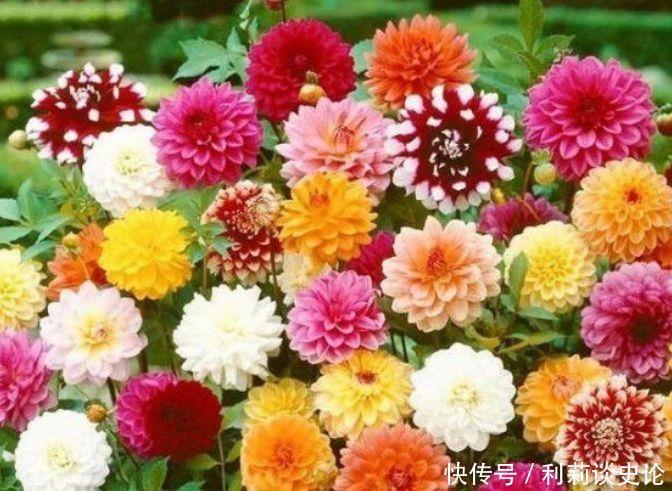 5种花适合冬天养,开花爆盆花期长,优雅美观