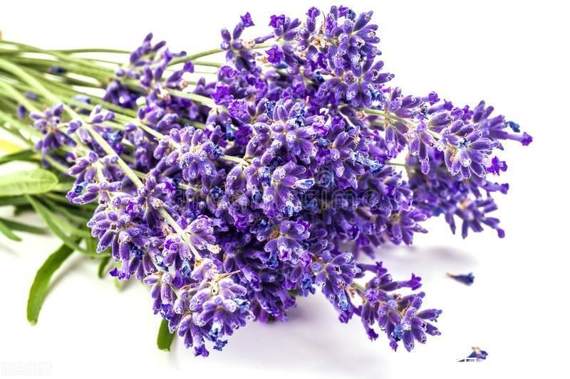 花材|鲜花做成干花，颜色质感有特点，还可以放在家中点缀