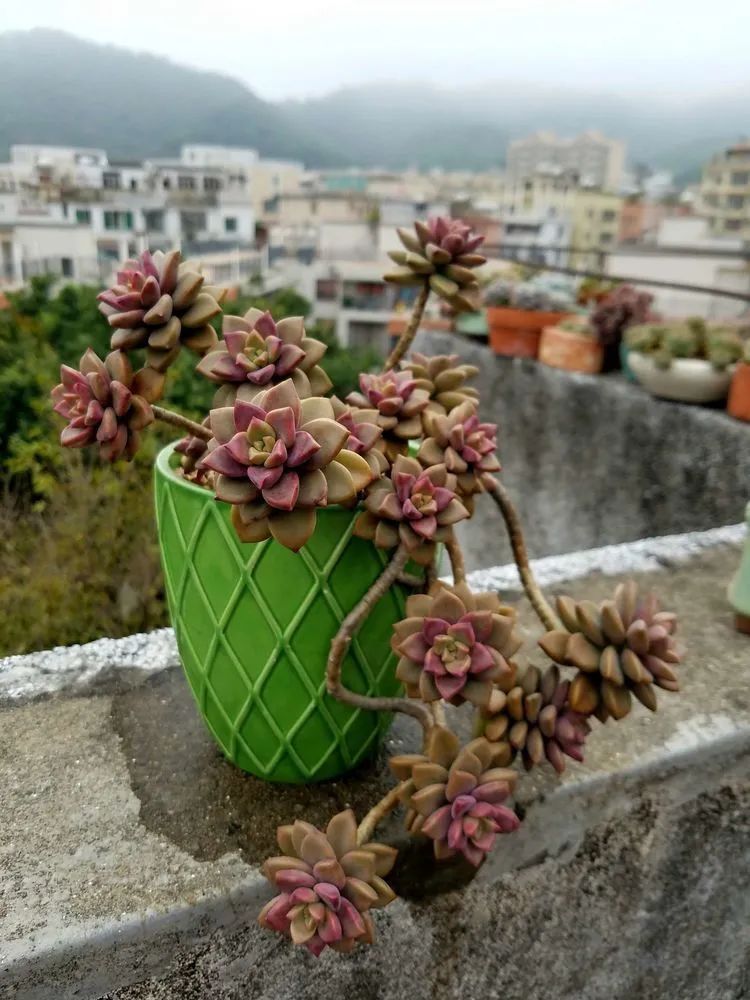 养肉三年，分享养肉经验，谈谈适合逆开挂区的多肉！