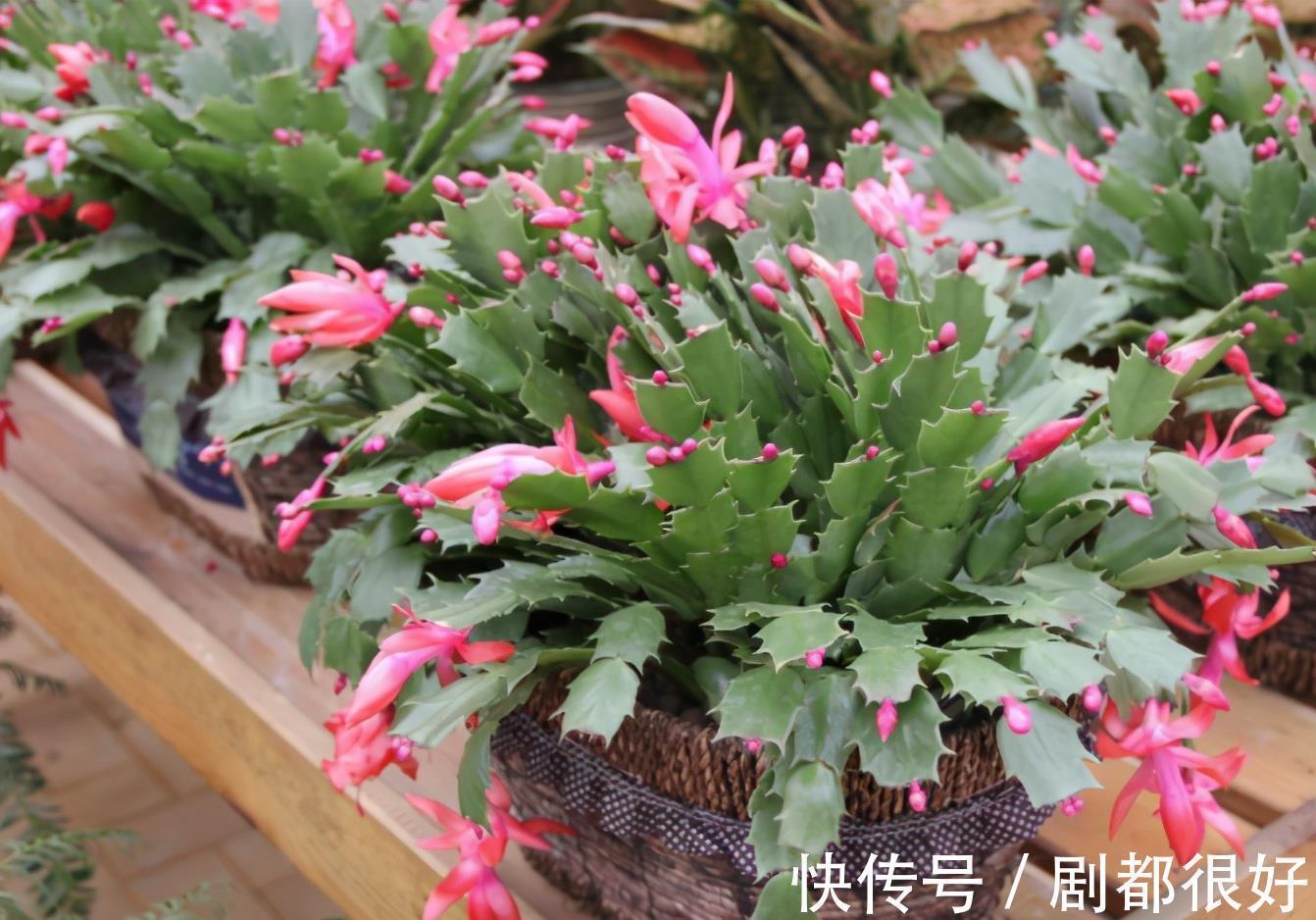 肥厚|养蟹爪兰,土里加点“料”,叶片厚实硬邦邦,奋力开花一百朵