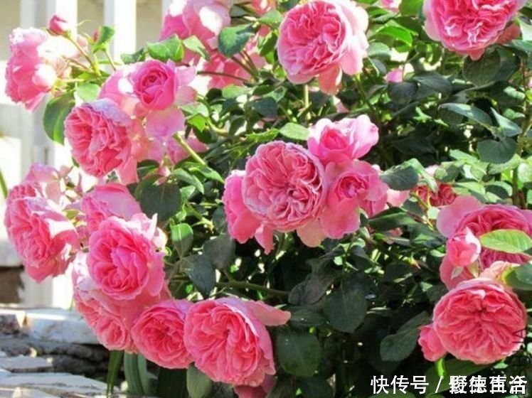 赏心悦目|几种花堪称开花机器,365天都在开花,赏心悦目,你喜欢哪一种?