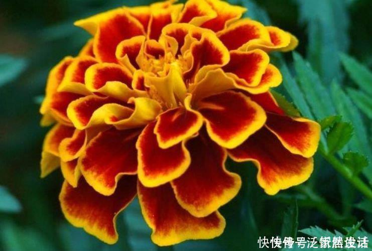 花海|4种花养家里，满屋飘香，比香水还好闻，给你一片花海！