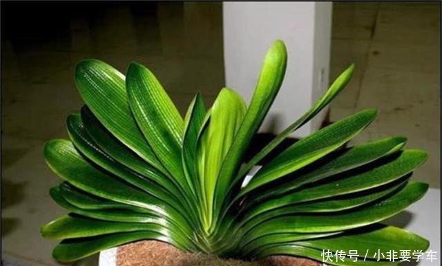 没想到!“香蕉皮”竟然有如此作用,养的君子兰,大棵又养眼!