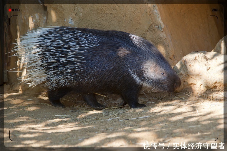 古贝春：守护——运河酒脉宝博体育- 宝博体育官网- 宝博体育APP下载 BaoBoSports的代代传承