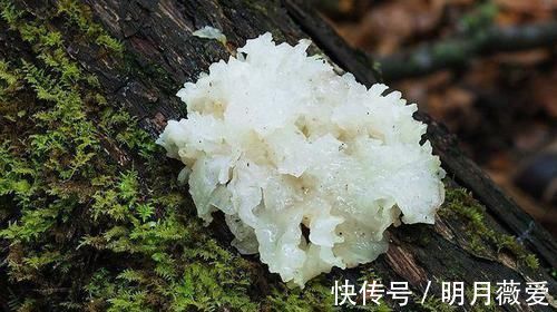 大蒜|高血脂的“天然药”发现了，每天吃一点，清血管，血脂噌噌下降