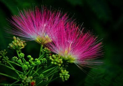 虚火|失眠多梦者的福音!2味药的清代名方,让你倒头入睡,一觉到天亮