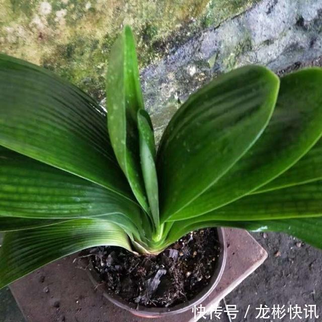 4个养“君子兰”的小口诀，叶子厚又亮、满盆大白根，轻松养好！