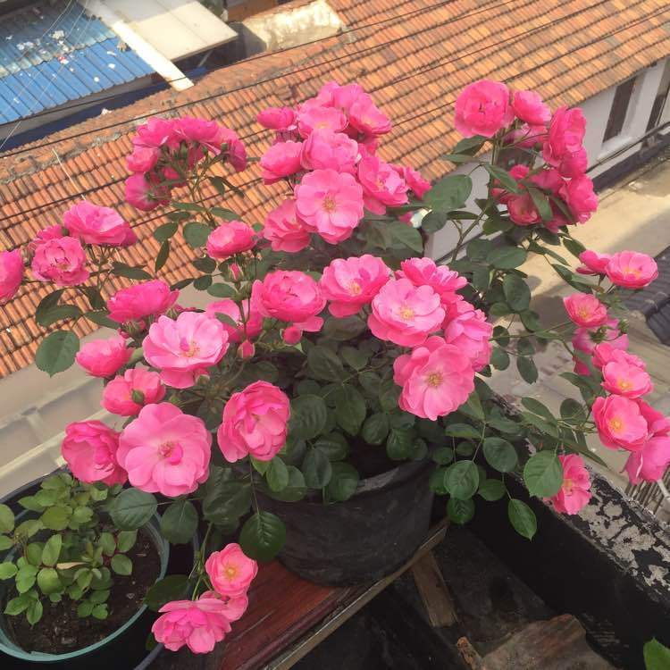 喜欢菊花,不妨养盆“稀有玫瑰”彩虹玫瑰,娇艳如彩虹,难得一见