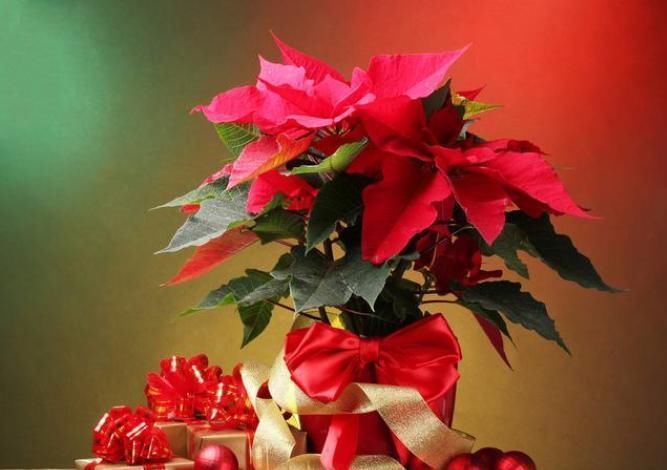 家里常见的7种有毒花草，养护需小心，摆放有讲究