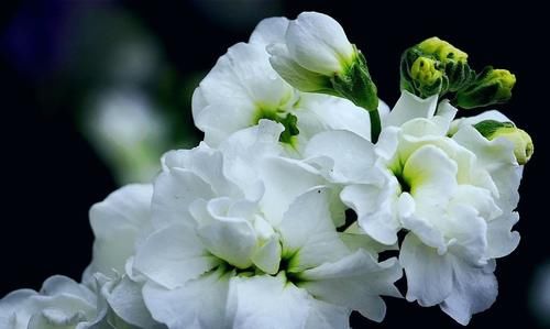  预防植株烂|给花儿经常喂点这4种药水，花儿10年不烂根，新芽蹭蹭往上冒