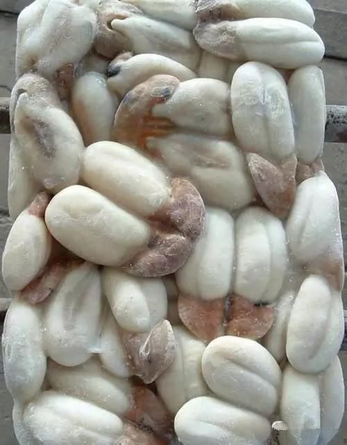 海鲜|渔民整理的海鲜大全,以后再也不怕不认识海鲜了