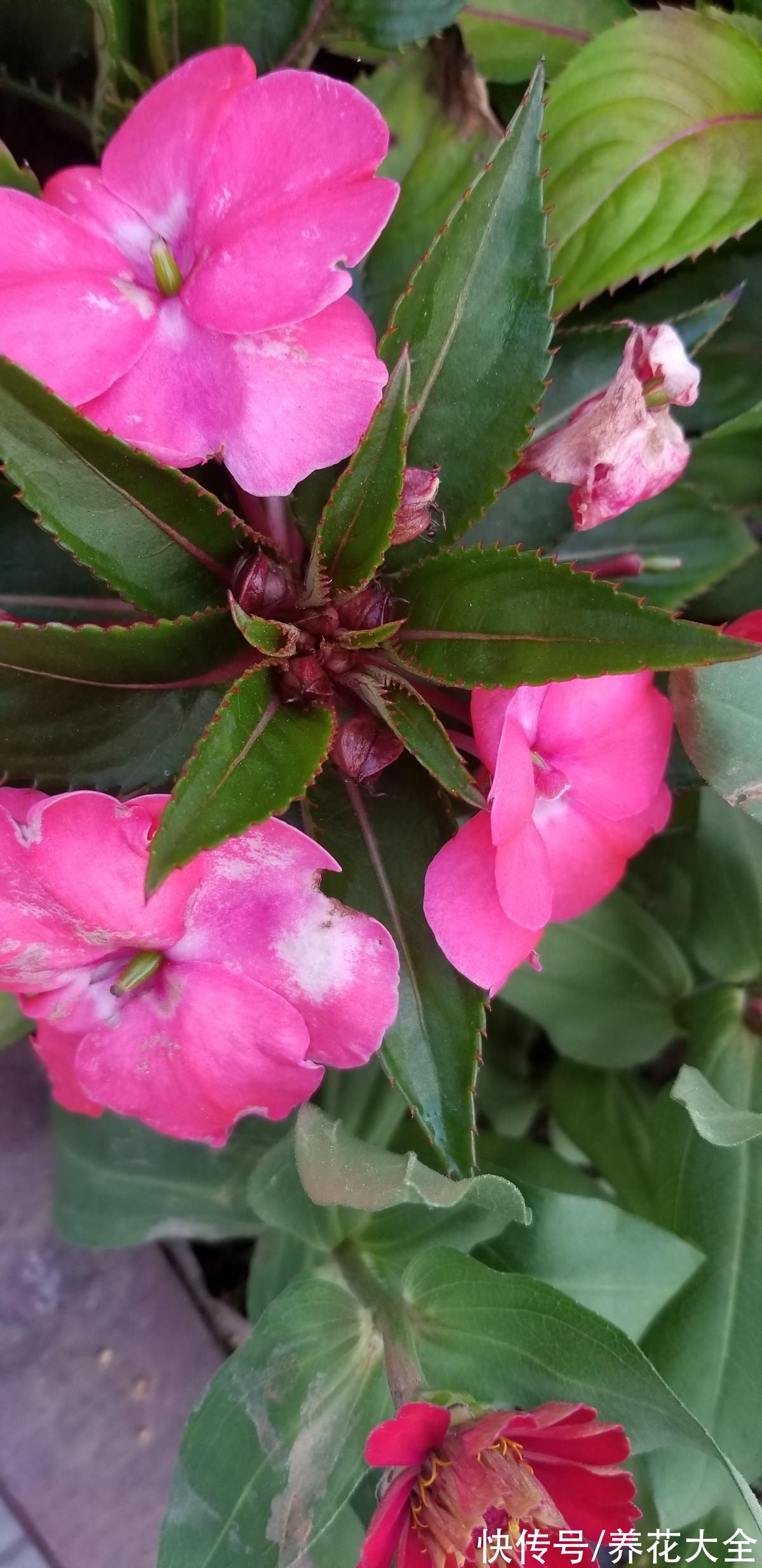 图鉴|100种常见花图鉴，图文并茂非常详细，收藏起来慢慢看