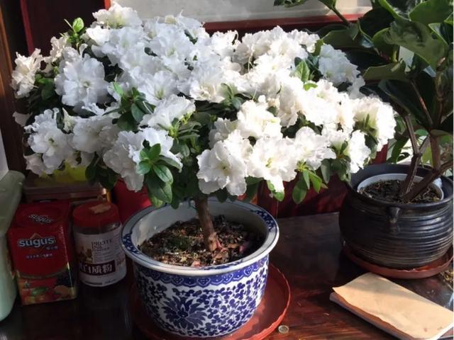 家里养盆虎皮兰，小花盆、挤着养，疯狂开花爆小崽！