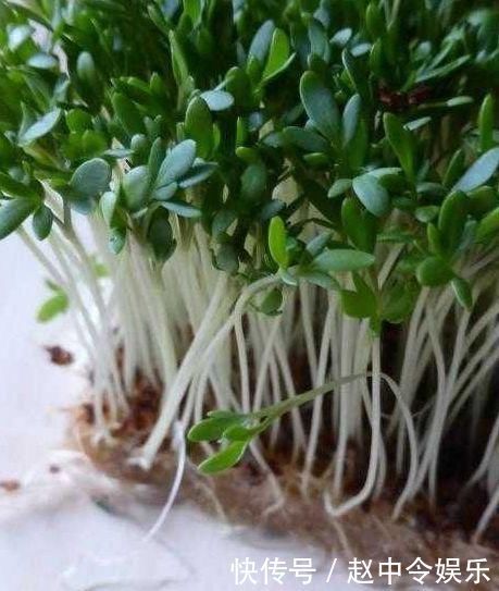 增强体质|会吃的人最长寿,几种食物离不开,滋补身体,增强体质!