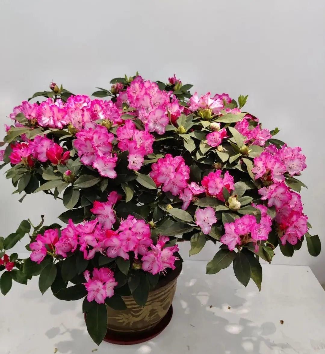 人养花,花也养人,家里养这10种花,越养越健康