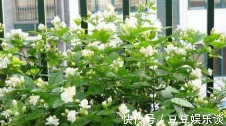 种花|3种花养卧室，促进睡眠质量，植株漂亮上档次，一觉睡到自然醒