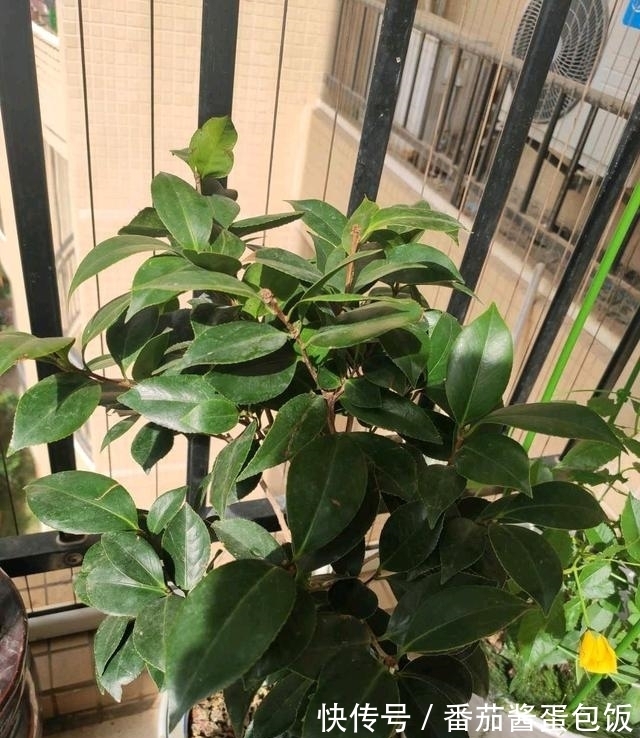 春天来临,这5种盆栽要修理一番了,剃成小光头,开花更顺利