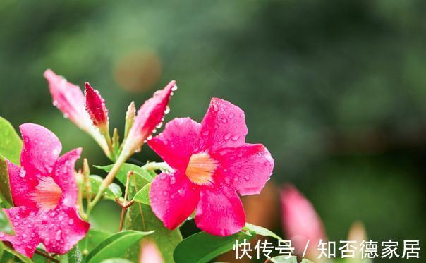 现在逛花市，牢记“8不买”，否则明年没有花看