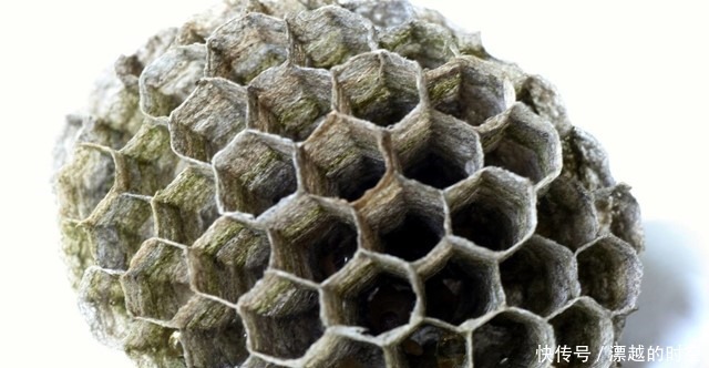 关节肿|马蜂窝也是一种药中医称之为“蜂房”,有什么奇效呢涨知识了
