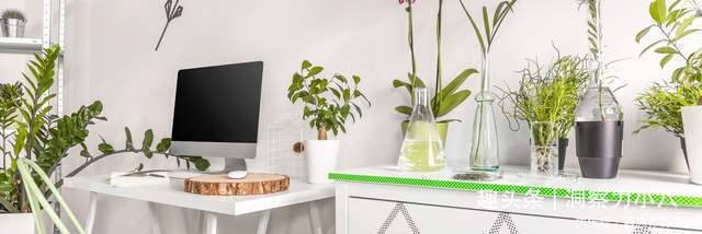 想长寿花多冒苞，土里埋下这“两料”，蹭蹭窜芽，开出层叠群花