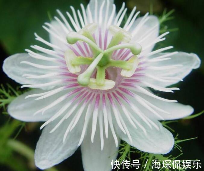 喜欢养菊花，不如养“西番莲”，花果俱美，花大而奇特，观赏性高