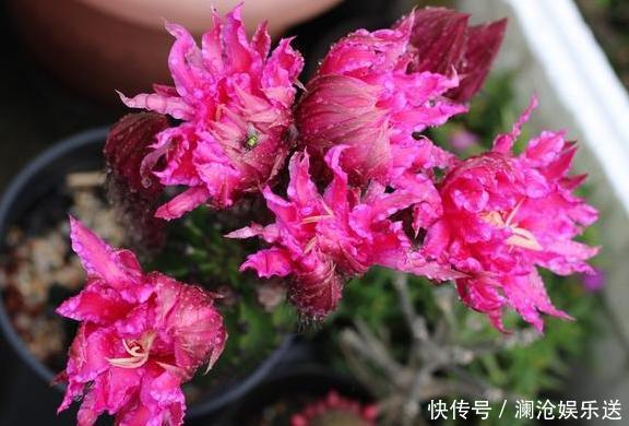 夏季养花,首选这些不怕晒,不怕旱的花卉,养着省心、看着养眼