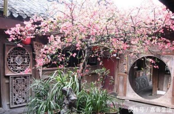 小小院子种棵“它”,一到冬天就开花,成小区里一道亮丽的风景!