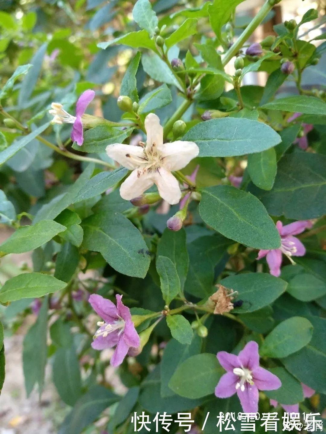 种花|3种花浑身都是宝，能炒菜能煲汤，养在屋里香气飘飘！