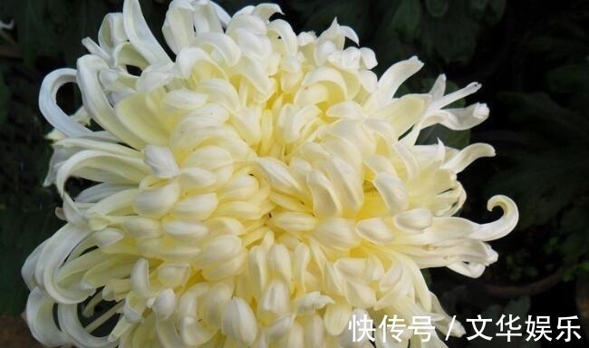 喜欢菊花,不如养盆“珍品名菊”海天一色,花开美轮美奂花姿妖艳