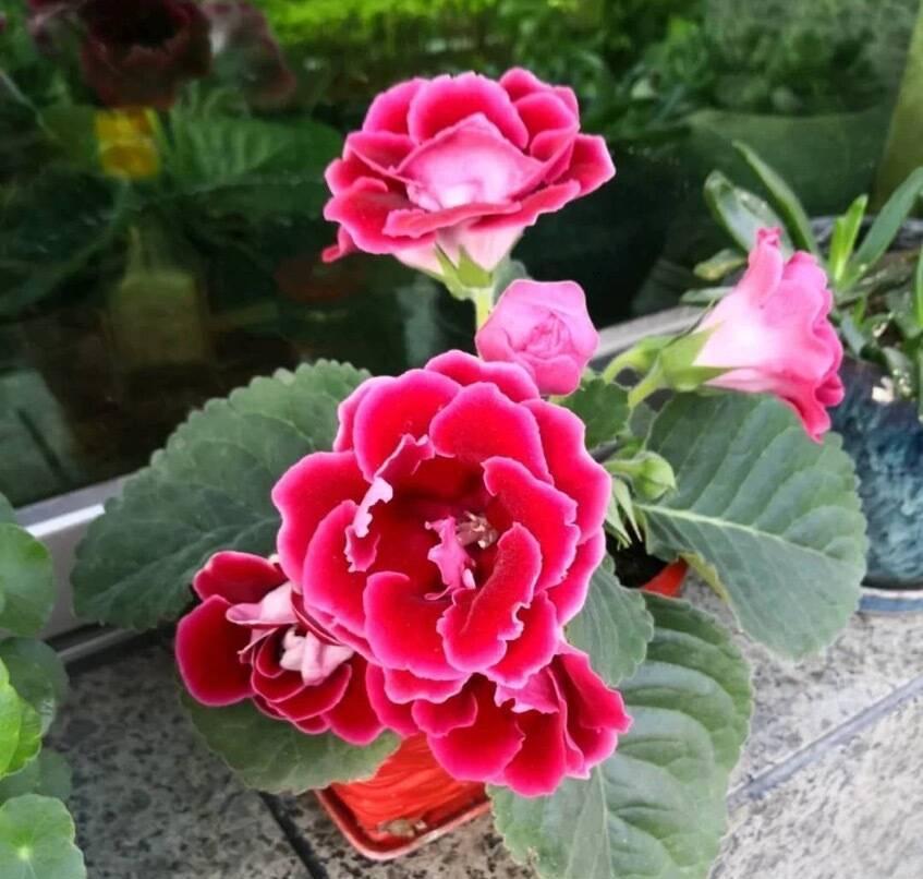 大岩桐怎么养？记住3招，花朵大又美、四季有花、姹紫嫣红