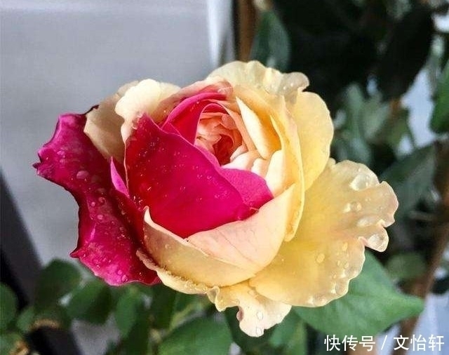 品种|100个月季品种,千姿百态,每个都很漂亮,图名并茂,值得收藏