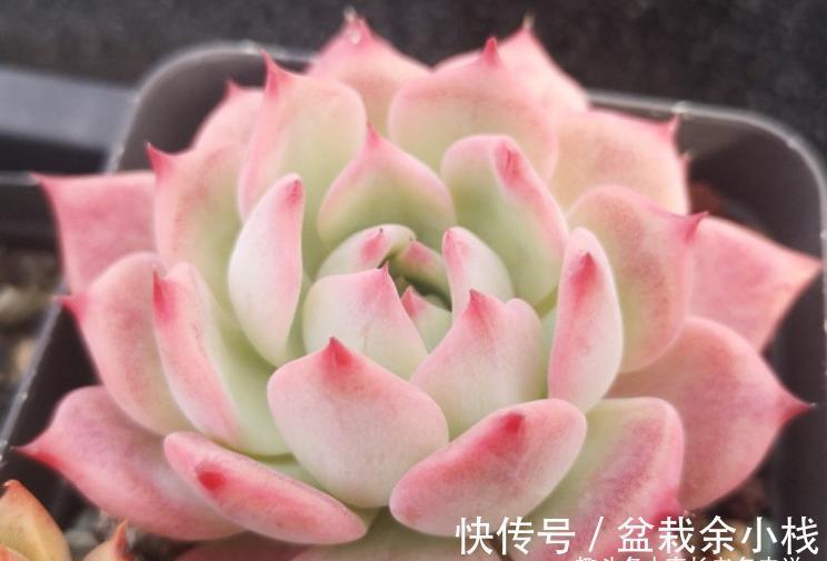 名字很酷的多肉ak玛利亚，颜色颇为小清新，养起来也是“乖宝宝”